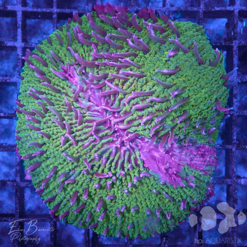 Fungia XL