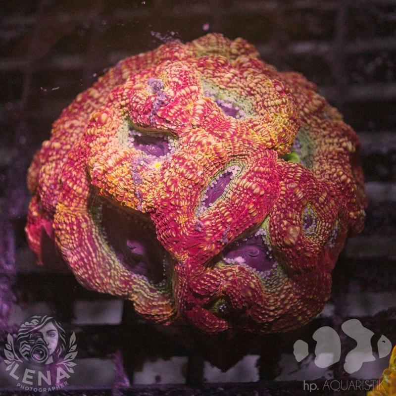 Lobophyllia Master II