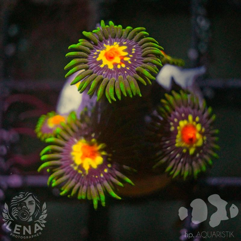 Zoanthus Blümchen 2 Polypen