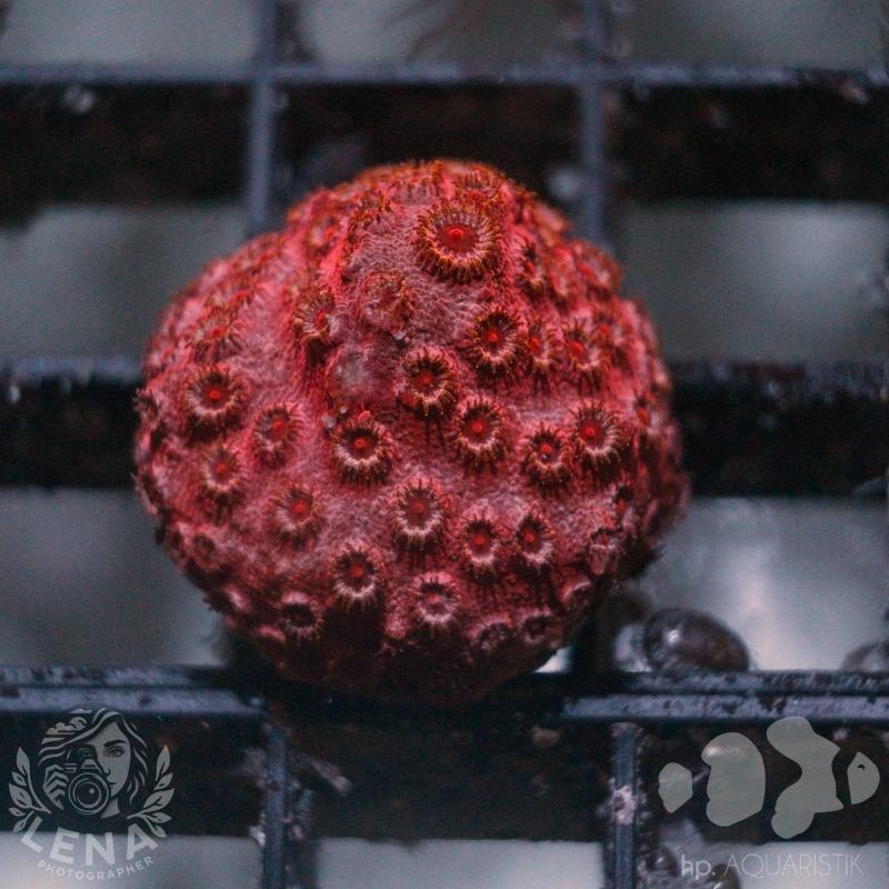 Cyphastrea Flaming Meteor Shower