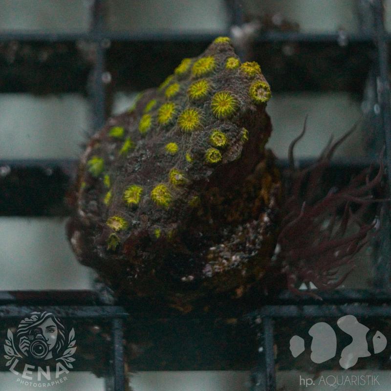Cyphastrea Exotic Lime