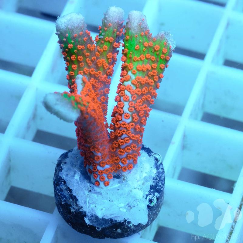 Montipora Bubblegum