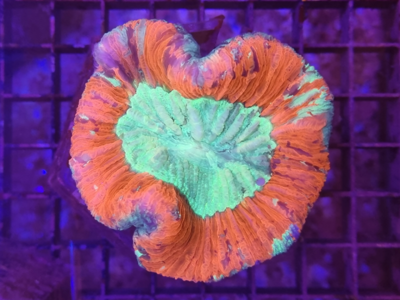 Trachyphyllia rainbow