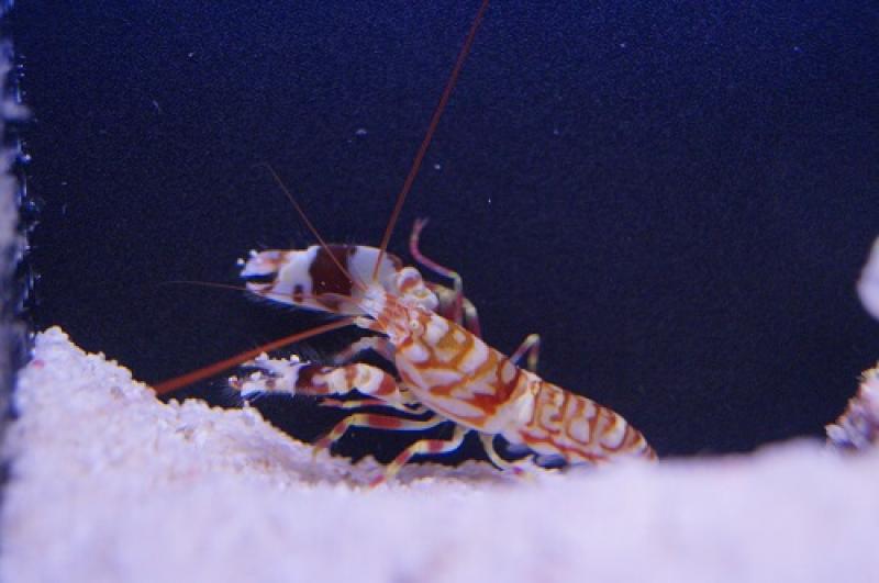Pinkband Partnergrundel - Amblyeleotris Aurora
