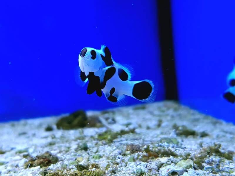 Anemonenfisch Panda Nachzucht - Amphiprion ocellaris Black Storm