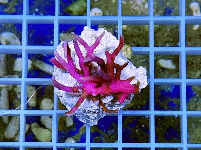 Christusdornkoralle - Seriatopora Hystrix pink ultra