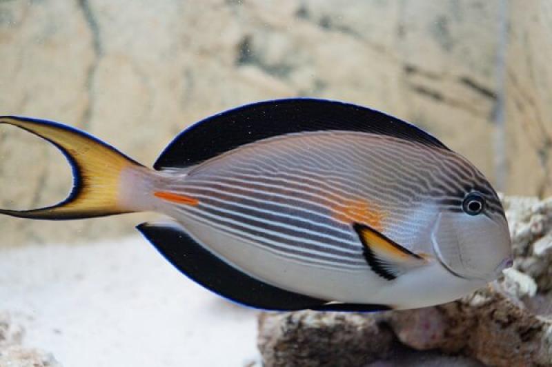 Arabischer Doktorfisch -  Acanthurus sohal