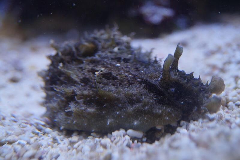 Seehase - Dolabella auricularia