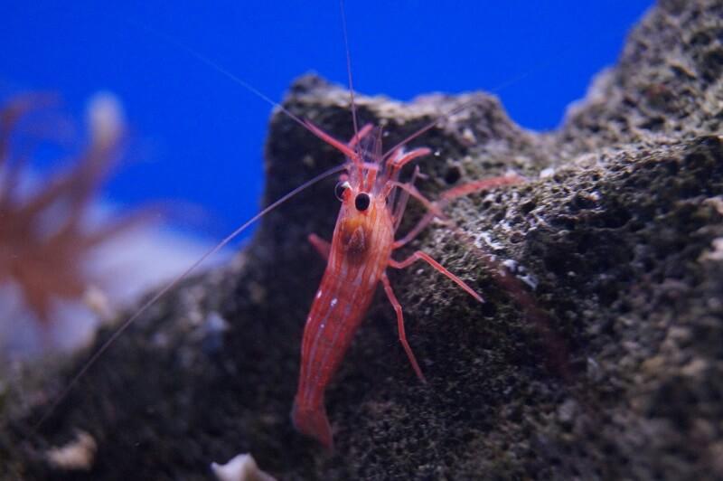 NZ Wurdemanns Garnele - Lysmata wurdemanni