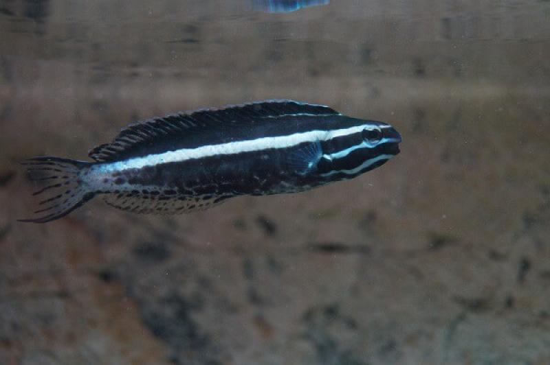 Schleimfisch - Meiacanthus kamoharai