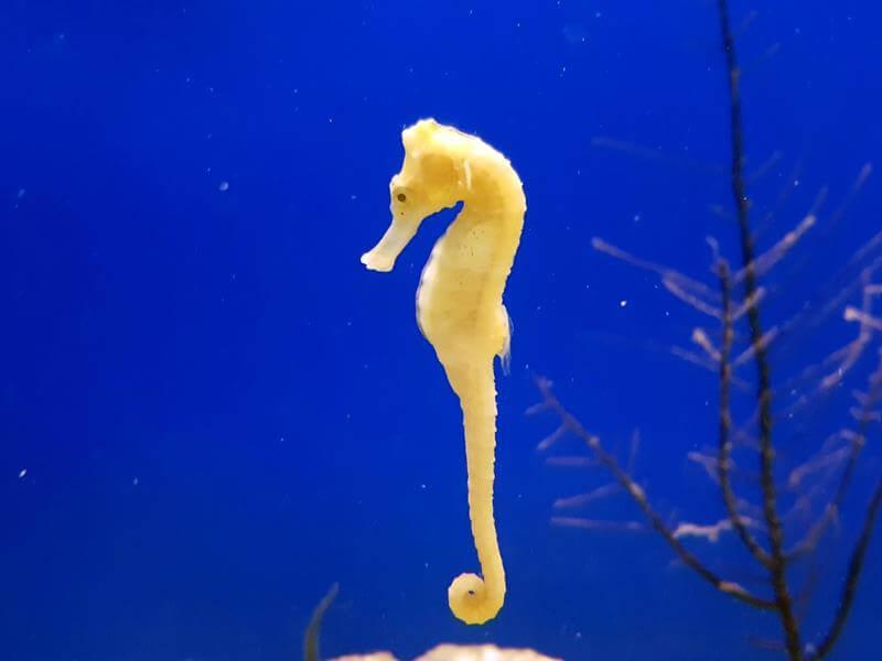 Langschnäuziges Seepferdchen - Hippocampus reidi