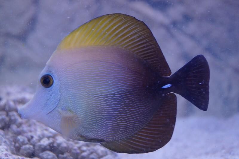 Brauner Segelflossen Doktor - Zebrasoma scopas