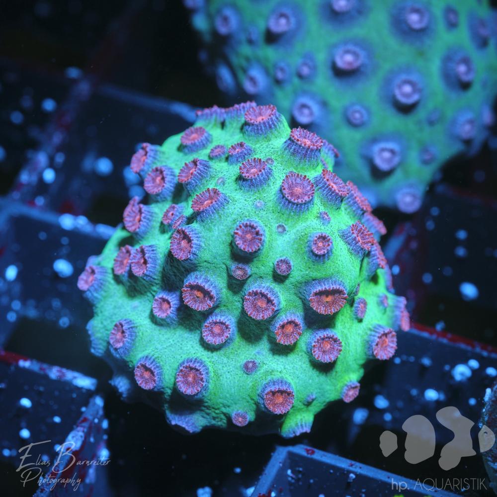 Cyphastrea Meteor Shower Premium