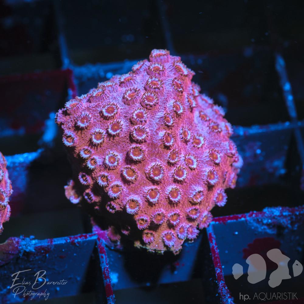 Cyphastrea Metallic Red