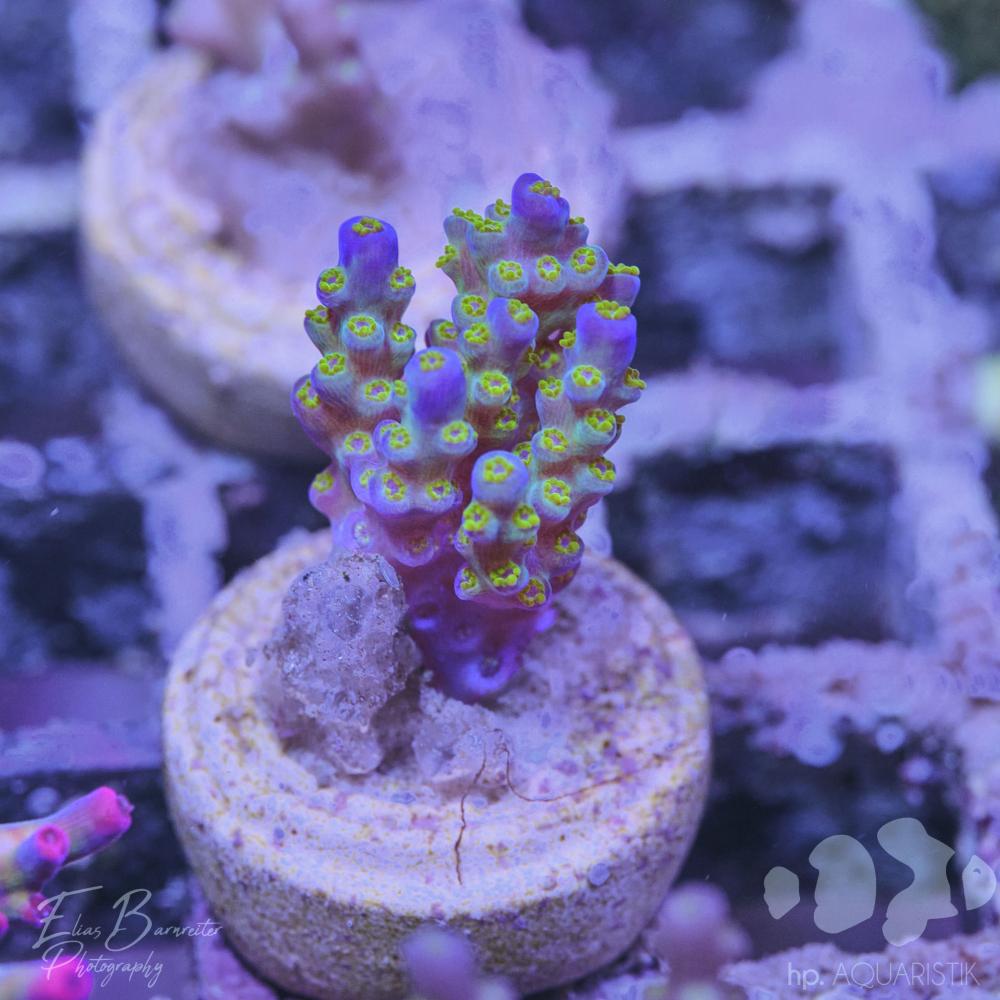 Acropora Apple Pie