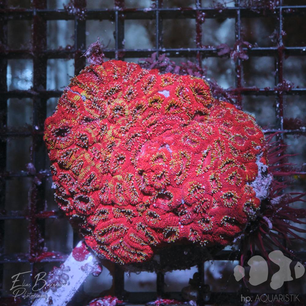 Acanthastrea  XL