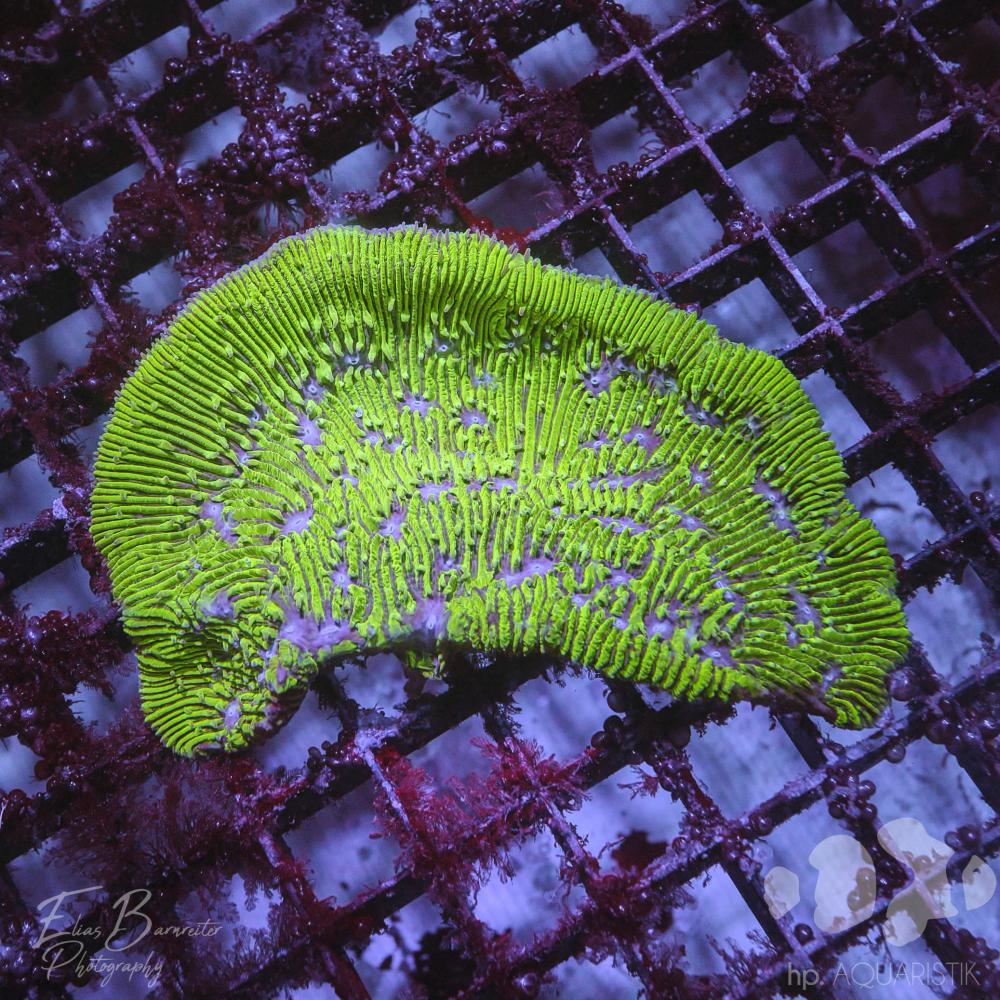 Favia Green