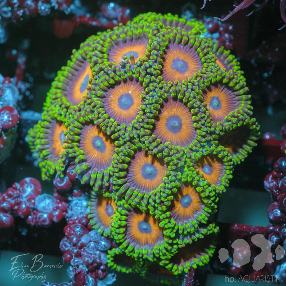 Zoanthus Lemon