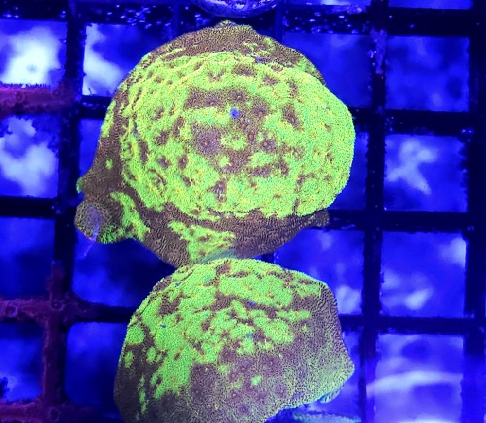 Psammocora Gold Nugget