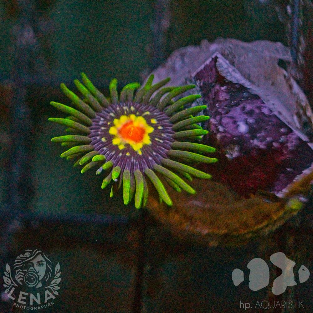 Zoanthus Blümchen 1 Polyp