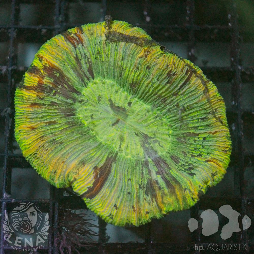 Trachyphyllia II