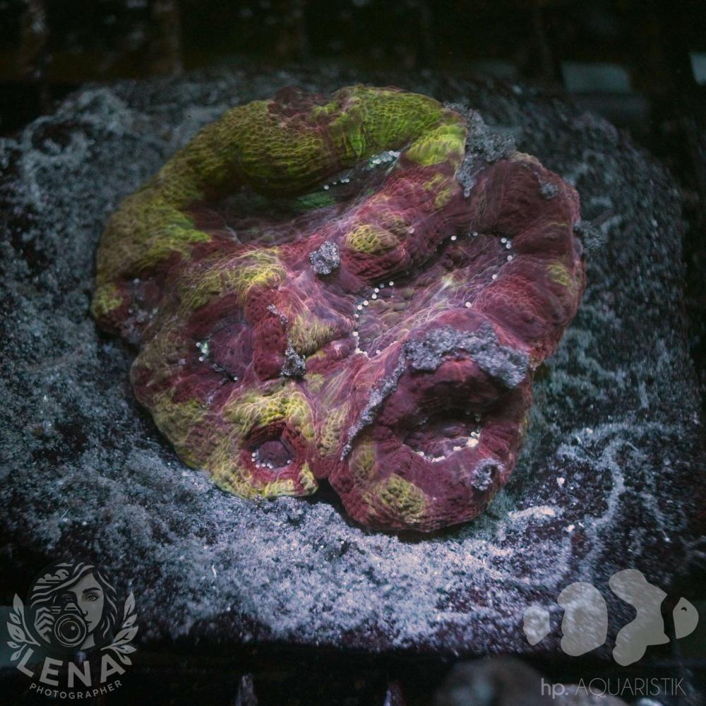 Lobophyllia