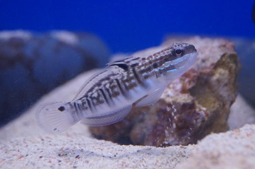Bagger Grundel - Amblygobius phalaena Bagger Grundel - Amblygobius phalaena