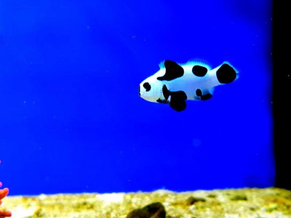 Anemonenfisch Panda - Amphiprion ocellaris Black Storm Anemonenfisch Panda - Amphiprion ocellaris Black Storm