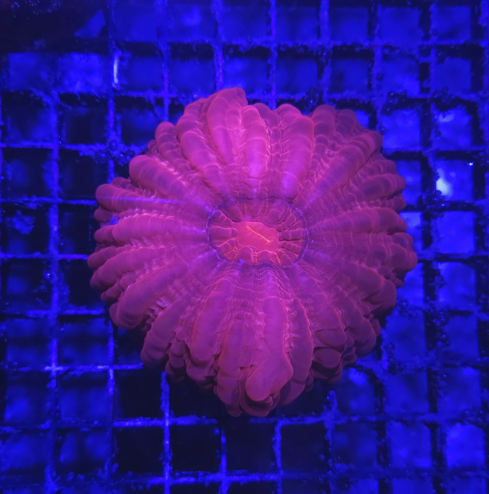 Cynarina Turbo Red