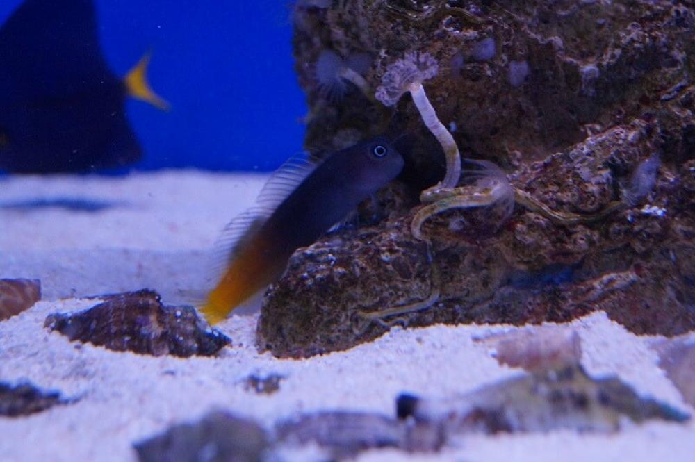 Zweifarbiger Schleimfisch - Ecsenius bicolor