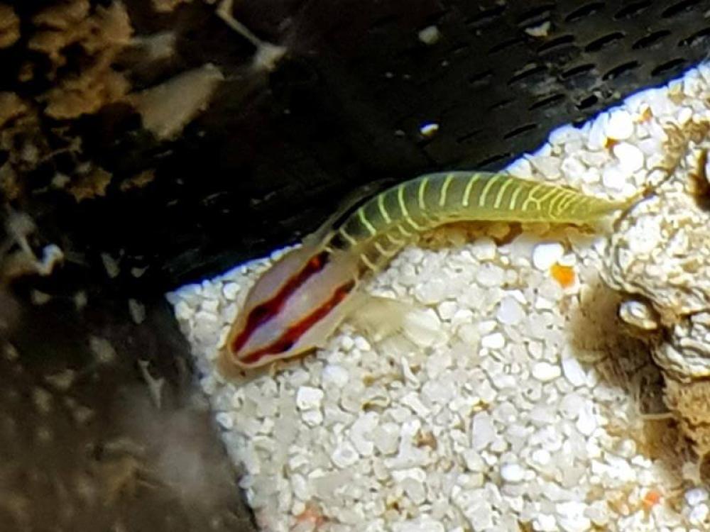 Grünstreifen Grundel - Tigrigobius multifasciatus Grünstreifen Grundel - Tigrigobius multifasciatus