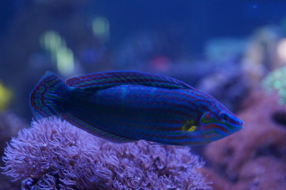 Regenbogenlippfisch - Halichoeres melanurus Regenbogenlippfisch - Halichoeres melanurus