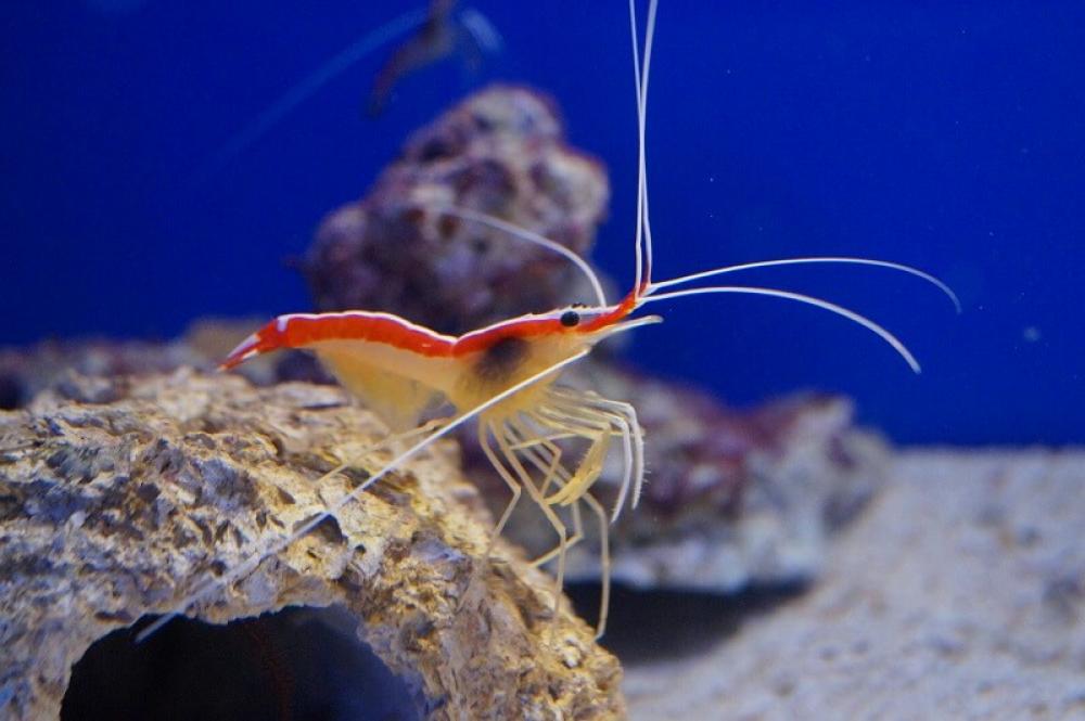 Atlantische Putzergarnele - Lysmata grabhami / amboinensis Atlantische Putzergarnele - Lysmata grabhami / amboinensis