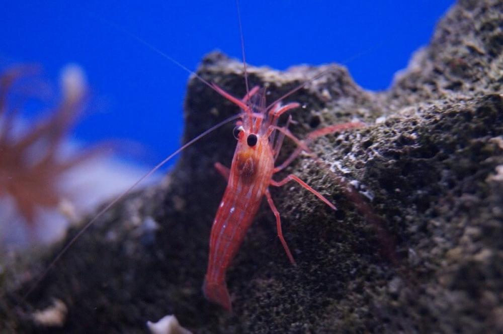 Wurdemanns Garnele - Lysmata wurdemanni Wurdemanns Garnele - Lysmata wurdemanni