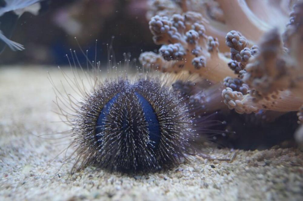 Kugelseeigel - Mespilia globulus