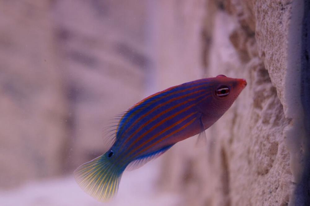 Sechsstreifen-Lippfisch - Pseudocheilinus hexataenia Sechsstreifen-Lippfisch - Pseudocheilinus hexataenia