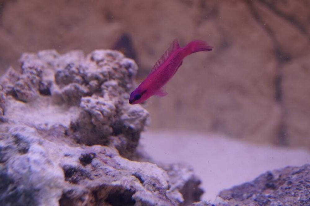 König-Salomon Zwergbarsch - Pseudochromis fridmani