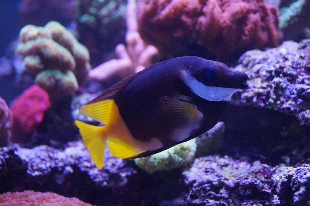 Zweifarben Fuchsgesicht - Siganus uspi Zweifarben Fuchsgesicht - Siganus uspi