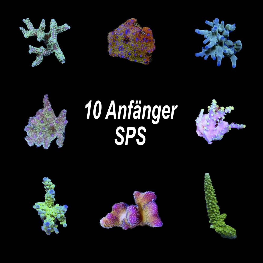 Einsteiger-Korallenset SPS 10 Stk.