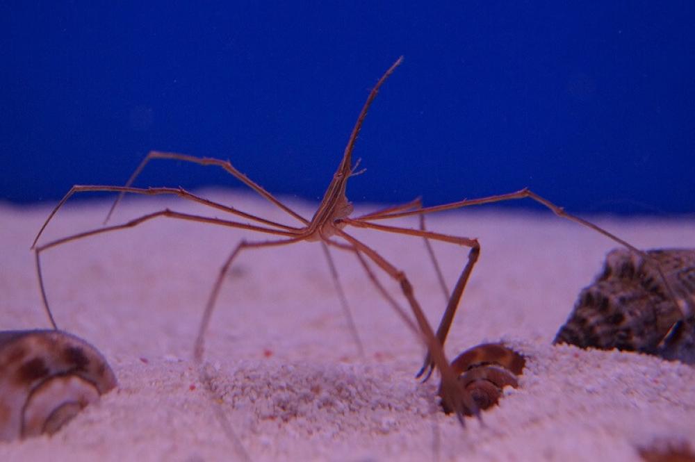 Pfeil-Gespensterkrabbe - Stenorhynchus seticornis Pfeil-Gespensterkrabbe - Stenorhynchus seticornis