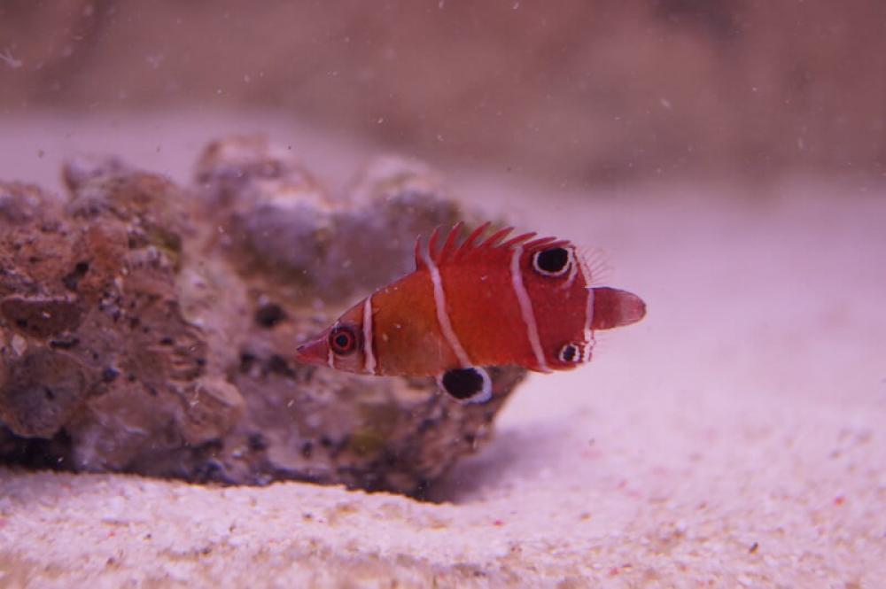 Höhlenlippfisch - Wetmorella tanakai Höhlenlippfisch - Wetmorella tanakai