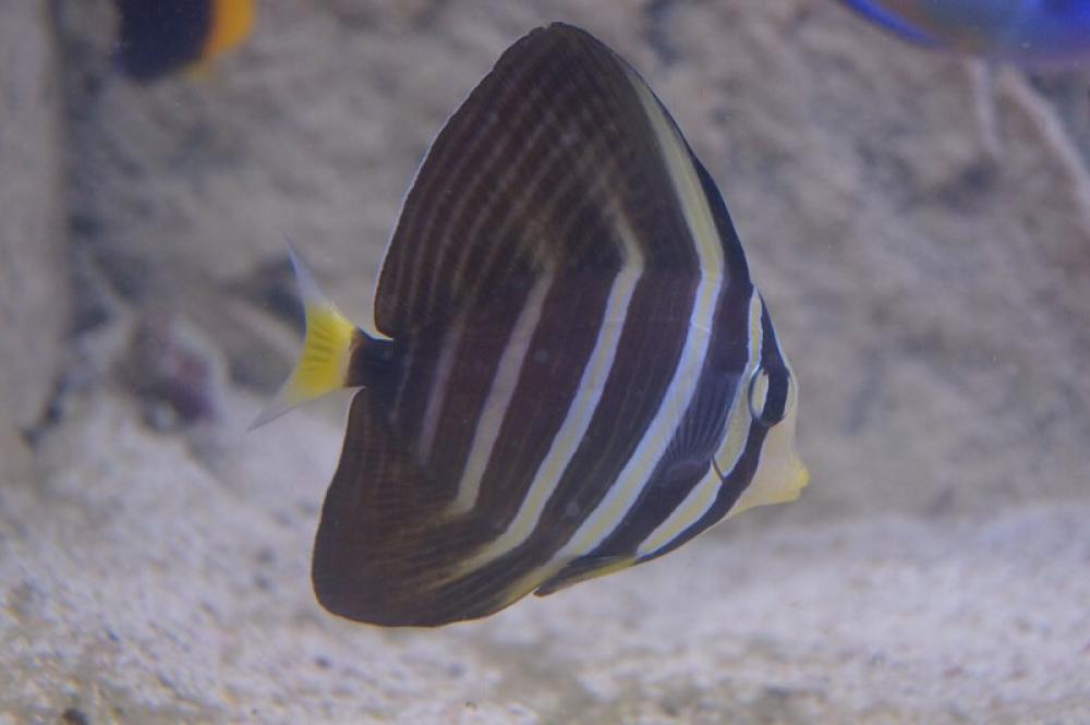 Pazifischer Segelflossen Doktor - Zebrasoma velifer Pazifischer Segelflossen Doktor - Zebrasoma velifer