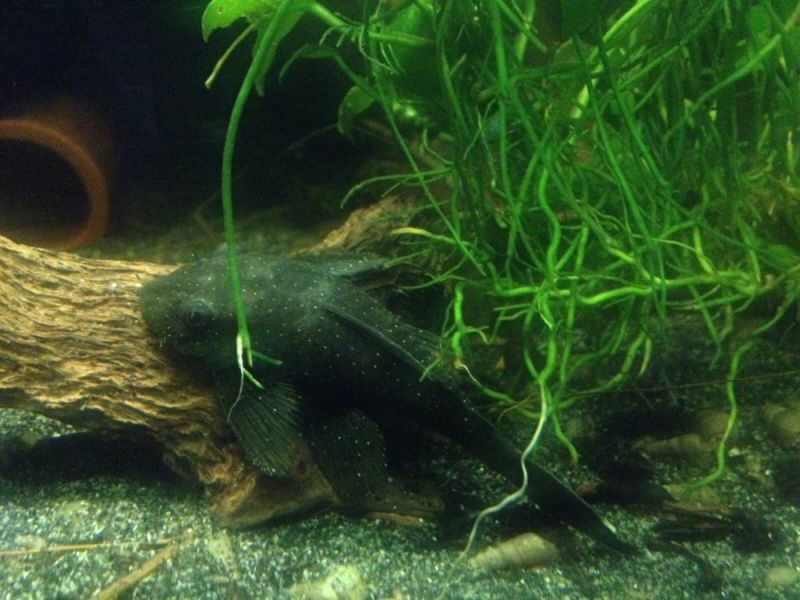 L Welse kaufen HP Aquaristik bei München Raritäten HP Aquaristik