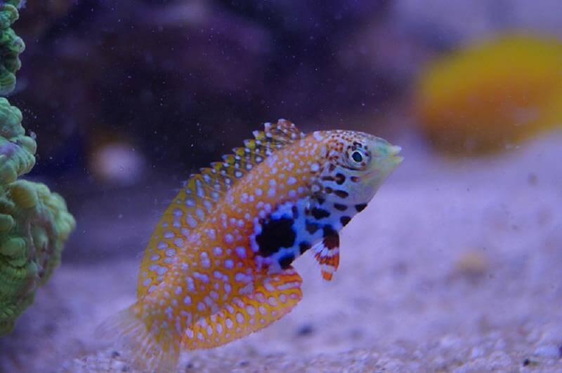 Diamant Lippfisch - Macropharyngodon bipartitus Diamant Lippfisch - Macropharyngodon bipartitus