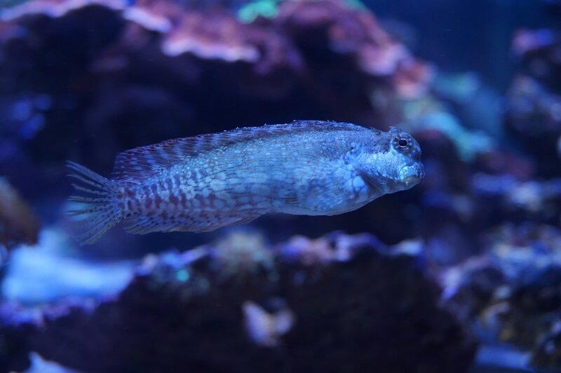 Algenblenny (Juwelen Felshüpfer) - Salarias fasciatus Algenblenny (Juwelen Felshüpfer) - Salarias fasciatus