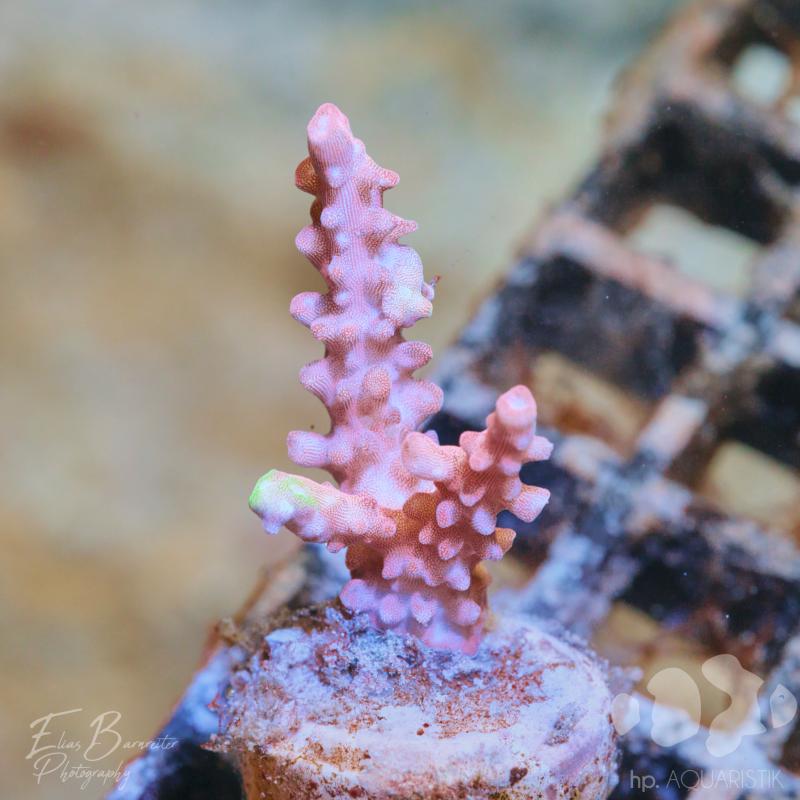 Acropora Pinky