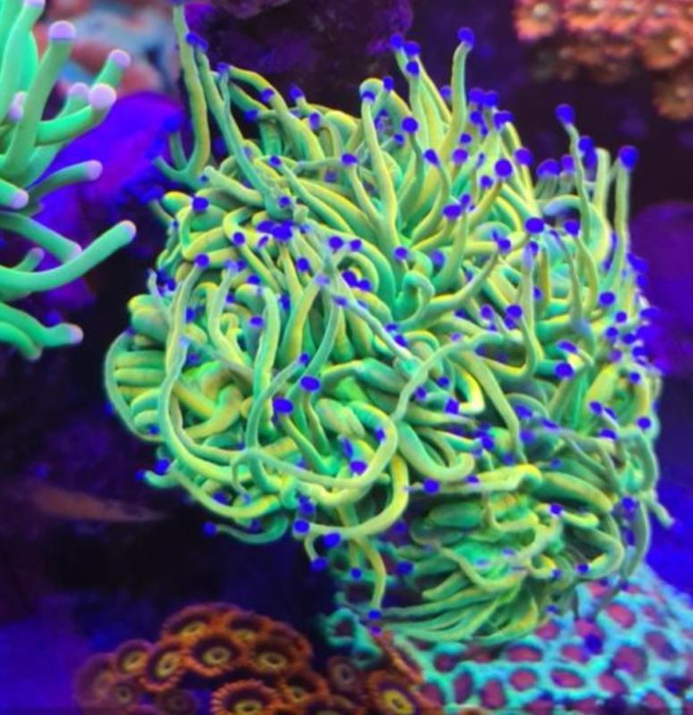 Euphyllia Holy Grail Original