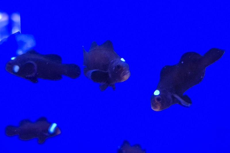 Anemonenfisch Single Dot Domino Nachzucht - Amphiprion ocellaris Anemonenfisch Single Dot Domino Nachzucht - Amphiprion ocellaris