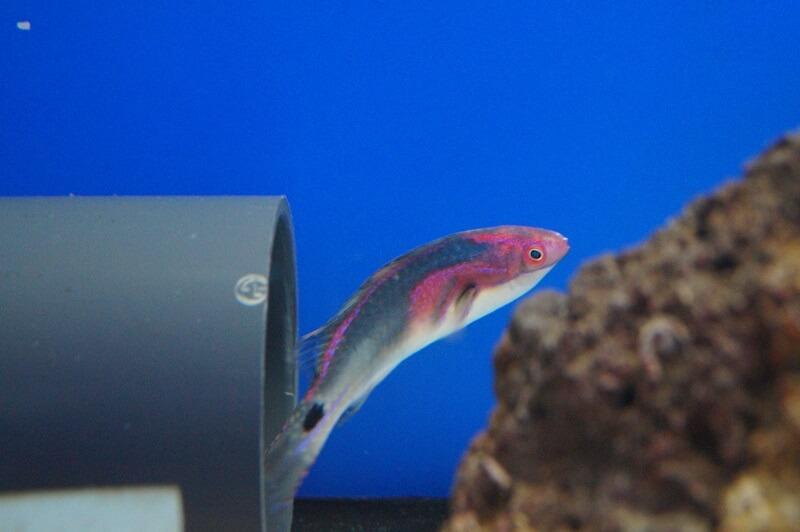 Pracht-Zwerglippfisch - Cirrhilabrus exquisitus Pracht-Zwerglippfisch - Cirrhilabrus exquisitus