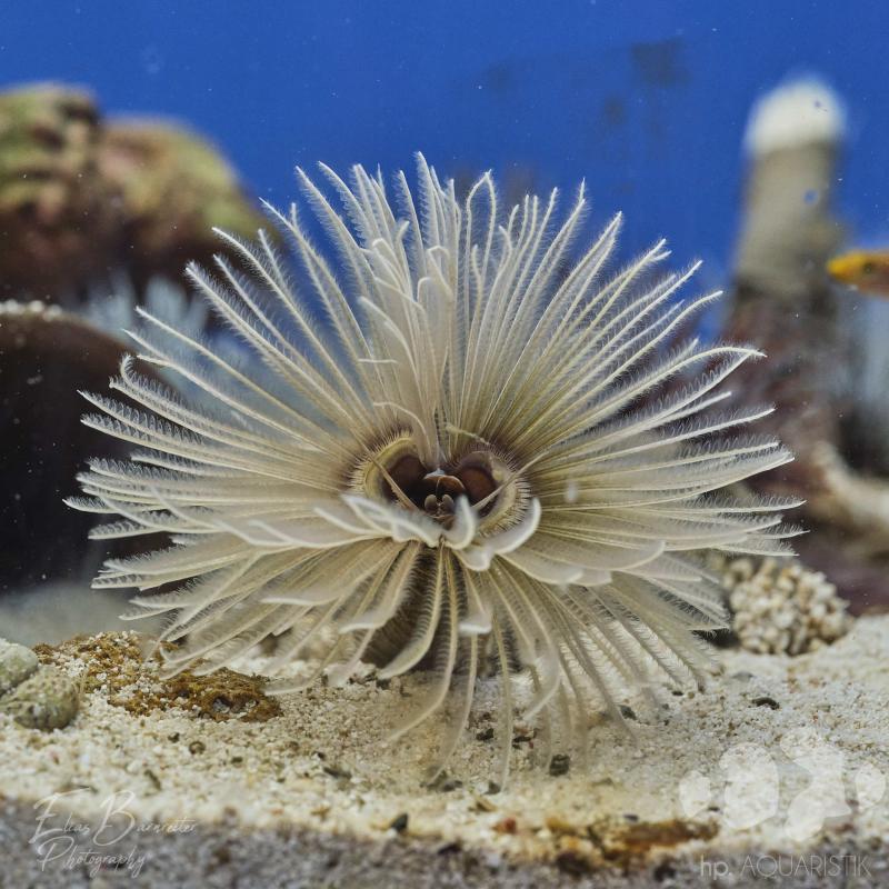 Röhrenwurm - Sabellastarte Magnifica - Weiß Röhrenwurm - Sabellastarte Magnifica - Weiß